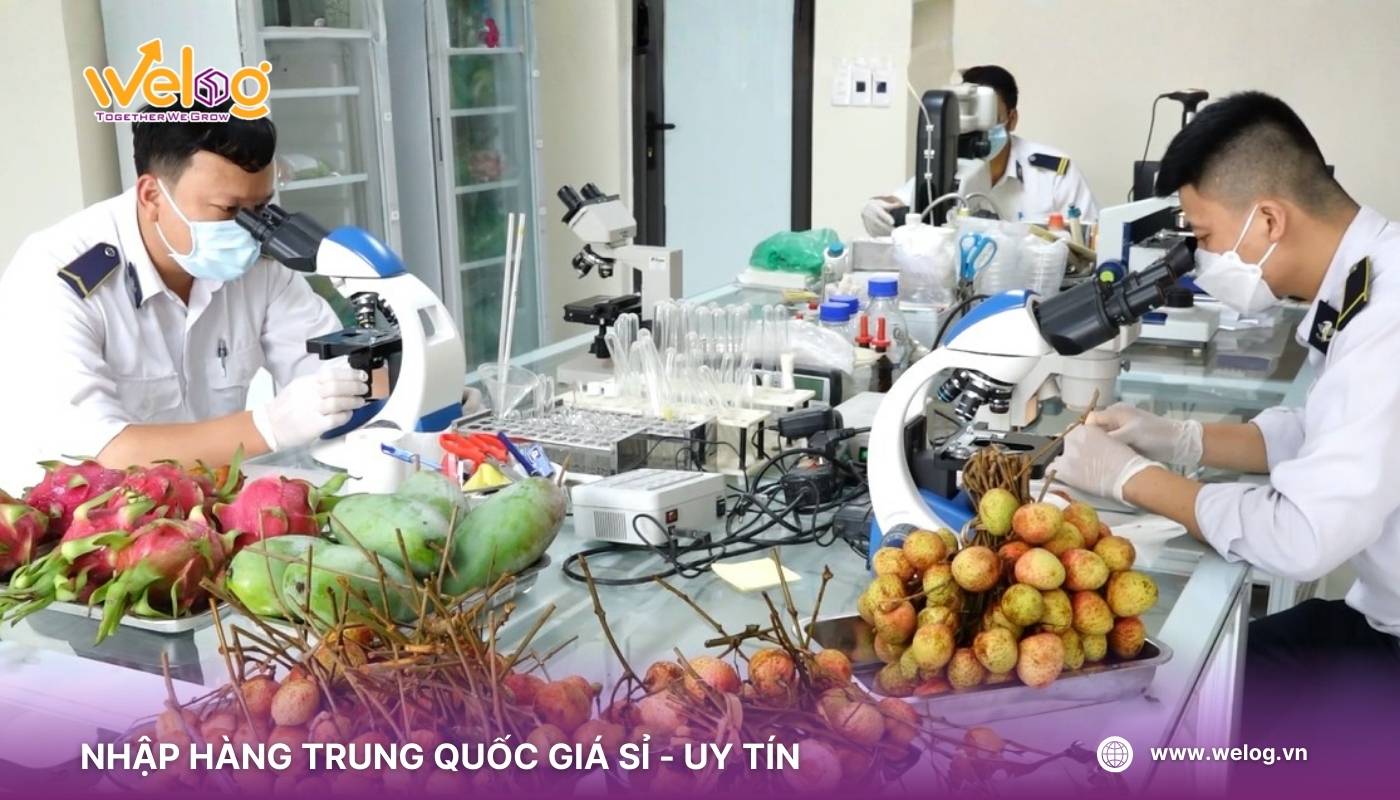 Bước 3: Thực hiện lấy mẫu kiểm dịch táo đỏ và kiểm tra an toàn thực phẩm