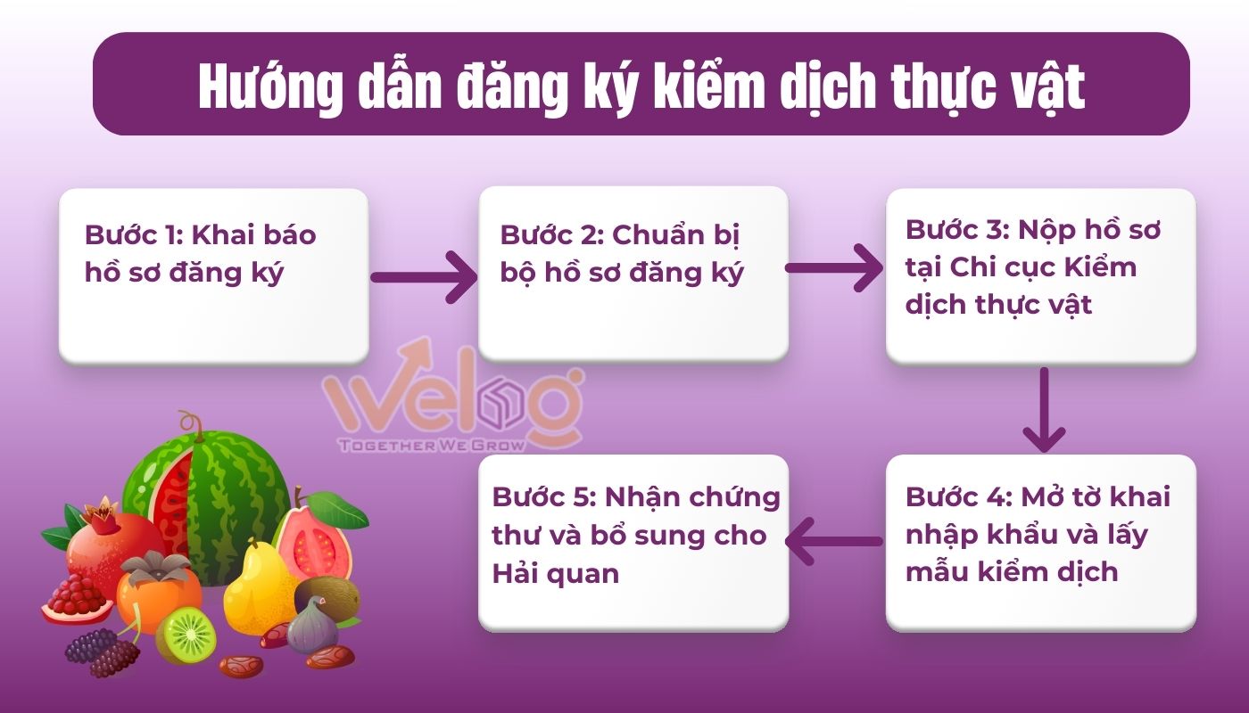 Quy trình thực hiện kiểm dịch cho mặt hàng trái cây